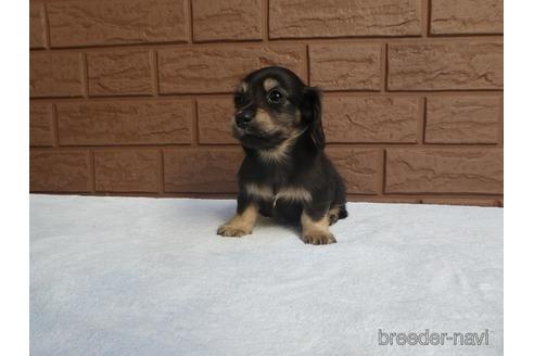 成約済の埼玉県のカニンヘンダックスフンド(ロングヘアード)-153748の2枚目