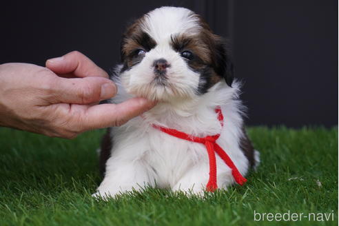 成約済の岐阜県のシーズー-153751