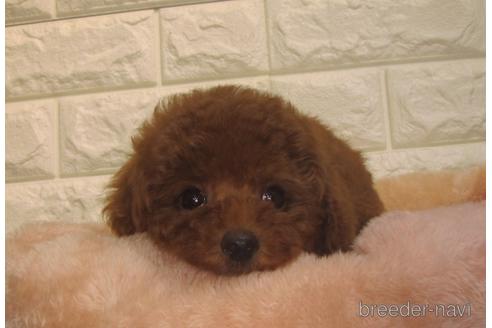 成約済の茨城県のトイプードル-153754