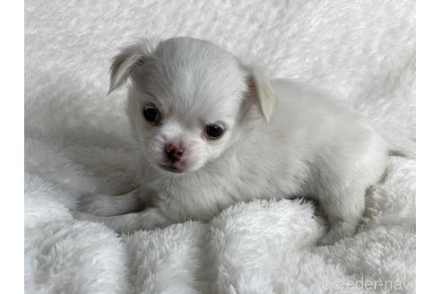 成約済の京都府のチワワ(ロングコート)-151827の10枚目