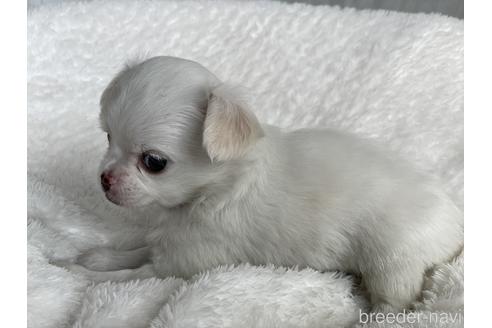 成約済の京都府のチワワ(ロングコート)-151827の9枚目