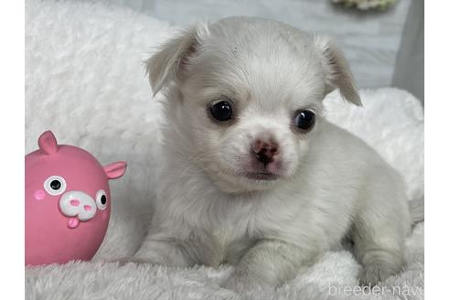 成約済の京都府のチワワ(ロングコート)-151827の8枚目