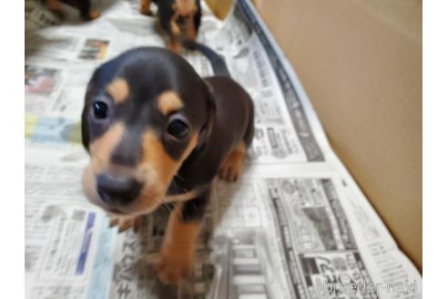 ミニチュアダックスフンドの子犬を探す ブリーダーナビ ミニチュアダックスフンドの子犬を探す ブリーダーナビ