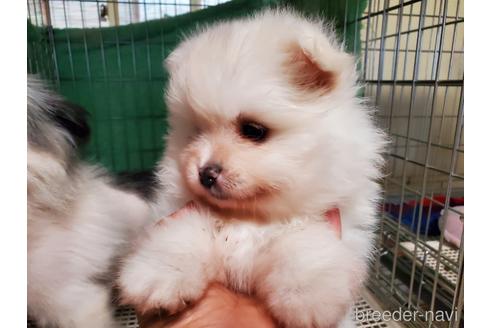 成約済の愛知県のポメラニアン-152022の5枚目