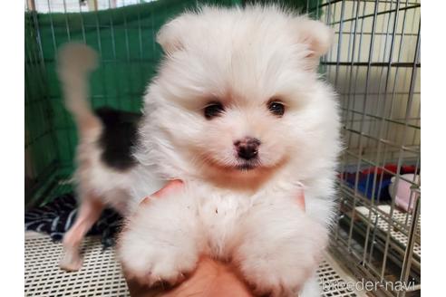 成約済の愛知県のポメラニアン-152022の1枚目