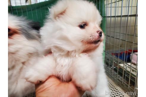 成約済の愛知県のポメラニアン-152022の3枚目