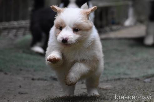 成約済の三重県のボーダーコリー-151715の3枚目