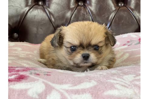 成約済の香川県のミックス犬-152386