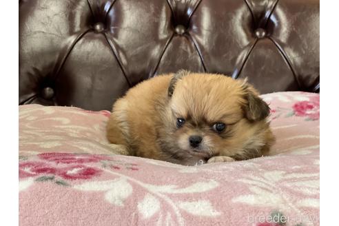 成約済の香川県のミックス犬-152386の4枚目