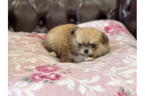 成約済の香川県のミックス犬-152386の3枚目