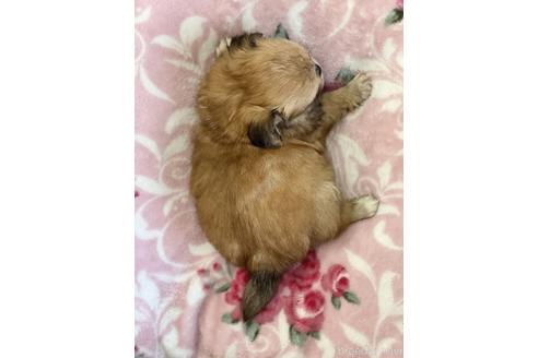 成約済の香川県のミックス犬-152386の2枚目