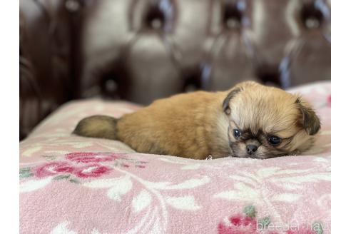 成約済の香川県のミックス犬-152390の3枚目