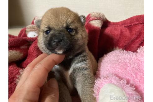 成約済の福岡県の豆柴-153798の16枚目