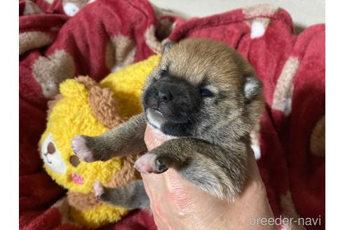 成約済の福岡県の豆柴-153799の22枚目