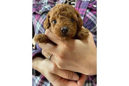 成約済の静岡県のタイニープードル-153807の6枚目