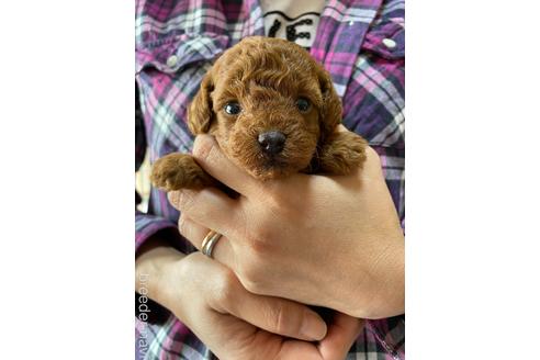 成約済の静岡県のタイニープードル-153807の5枚目