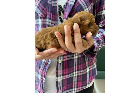 成約済の静岡県のタイニープードル-153807の4枚目