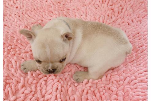 成約済の山口県のフレンチブルドッグ-153813の6枚目