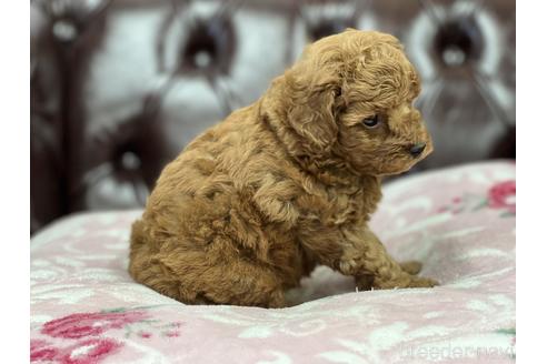 成約済の香川県のトイプードル-152394の4枚目