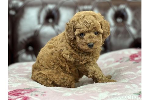 成約済の香川県のトイプードル-152394の3枚目