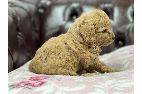 成約済の香川県のトイプードル-152403の4枚目