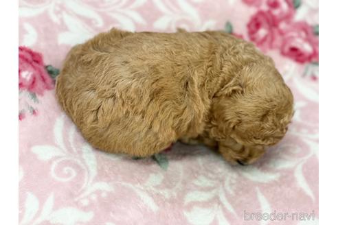 成約済の香川県のトイプードル-152403の2枚目