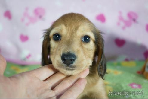 成約済の兵庫県のミニチュアダックスフンド(ロングヘアード)-153829の4枚目