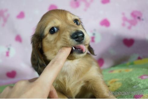 成約済の兵庫県のミニチュアダックスフンド(ロングヘアード)-153829の3枚目