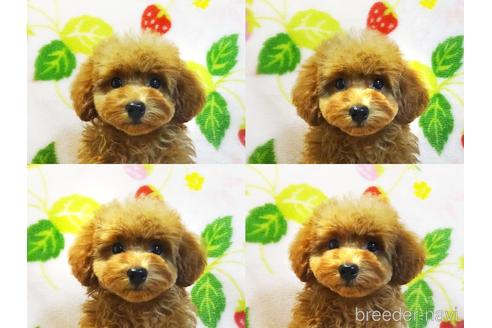 成約済の千葉県のティーカッププードル-153835の6枚目