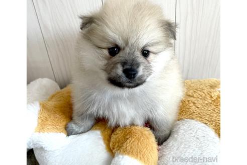 成約済の千葉県のポメラニアン-152242の2枚目
