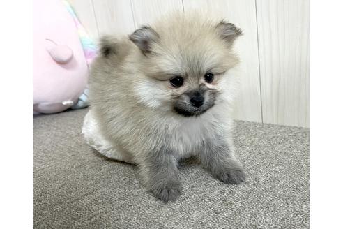 成約済の千葉県のポメラニアン-152249の2枚目