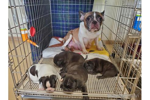 成約済の愛知県のフレンチブルドッグ-153845の6枚目