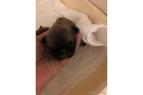 成約済の愛知県のペキニーズ-153850の7枚目