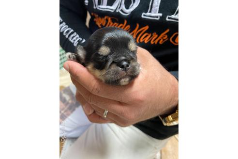 成約済の静岡県のチワワ(ロングコート)-153855の5枚目