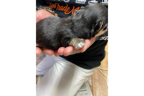 成約済の静岡県のチワワ(ロングコート)-153855の3枚目