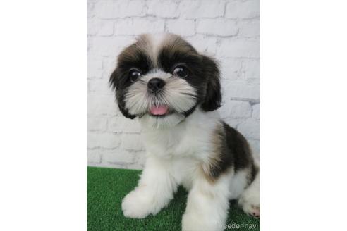 成約済の大阪府のシーズー-153873の1枚目