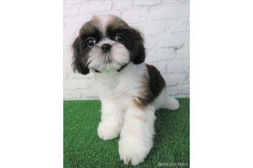 成約済の大阪府のシーズー-153873の4枚目