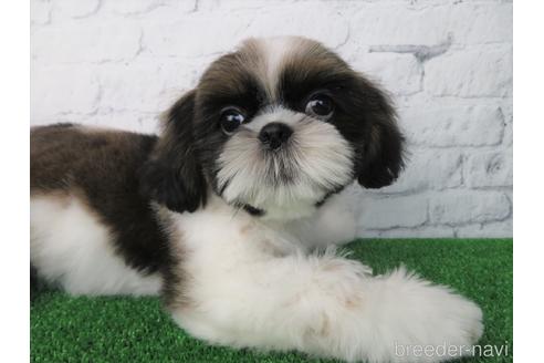 成約済の大阪府のシーズー-153873の3枚目