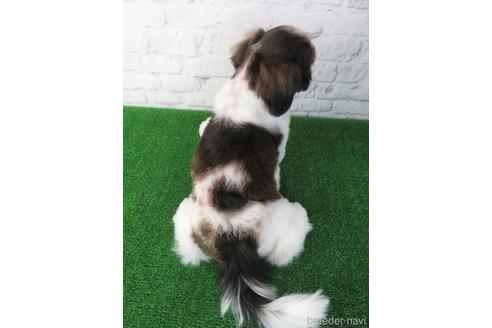 成約済の大阪府のシーズー-153873の2枚目