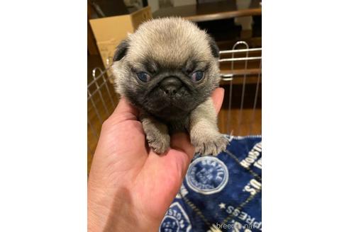 成約済の滋賀県のパグ-153917の1枚目