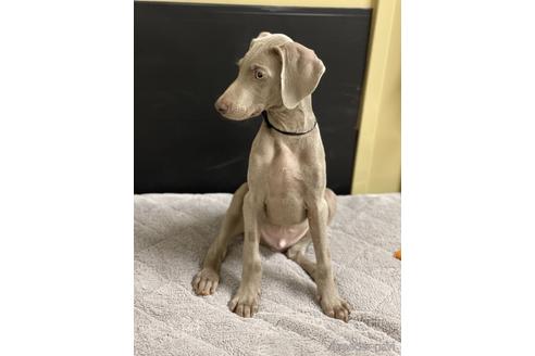 愛知県のワイマラナー 男の子 21 07 25生まれ 父親インターチャンピオン ショートヘアーの男の子 子犬id ブリーダーナビ