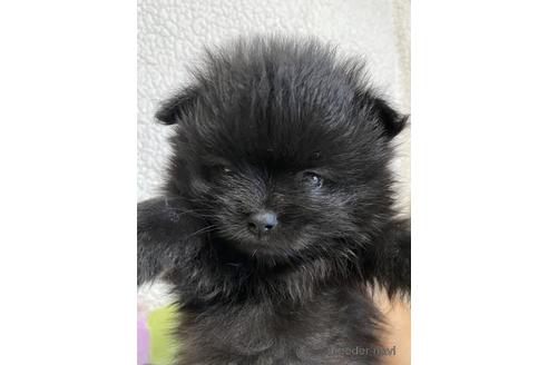 成約済の大阪府のポメラニアン-153957の1枚目