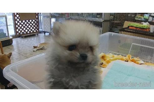 成約済の愛知県のポメラニアン-149018の8枚目