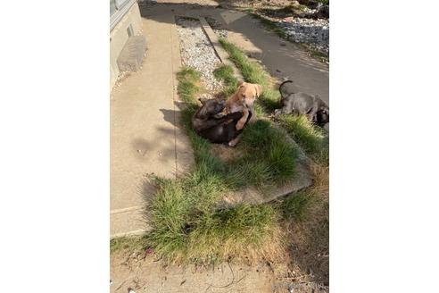 成約済の佐賀県のアメリカンピットブルテリア-153918の17枚目