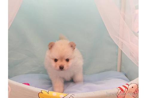 成約済の栃木県のポメラニアン-154017の4枚目