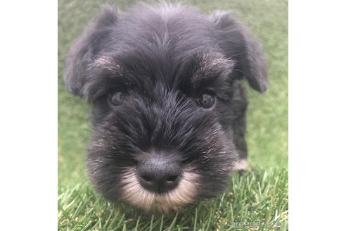 成約済の愛知県のミニチュアシュナウザー-154025の1枚目