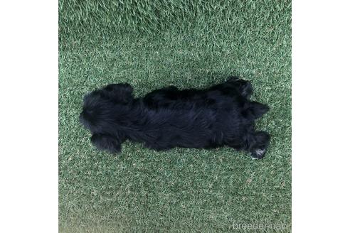 成約済の愛知県のミニチュアシュナウザー-154025の4枚目