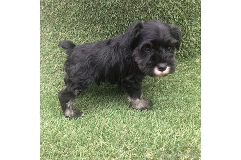 成約済の愛知県のミニチュアシュナウザー-154025の2枚目