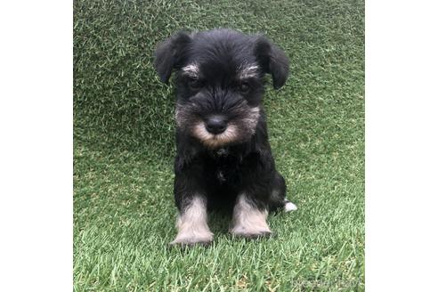 成約済の愛知県のミニチュアシュナウザー-154026の1枚目