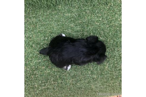 成約済の愛知県のミニチュアシュナウザー-154026の4枚目